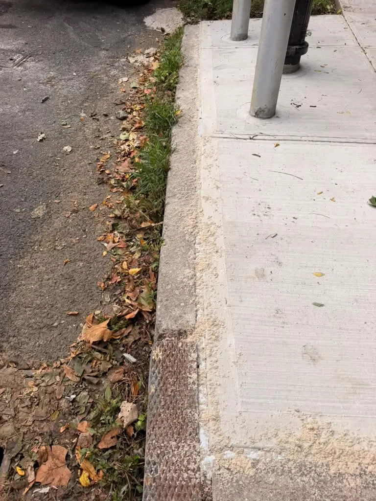 Replaced concrete sidewalk slabs beside a street tree on Fieldston Rd in the Bronx
